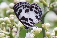 Papilio melanotica - Gebänderter Blauer Sperlingsfalter (Bebänderter Blauer Pierrot)
